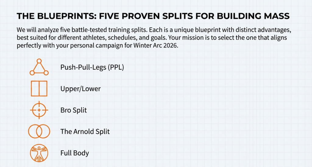 Five proven workout splits for building muscle mass during winter bulk