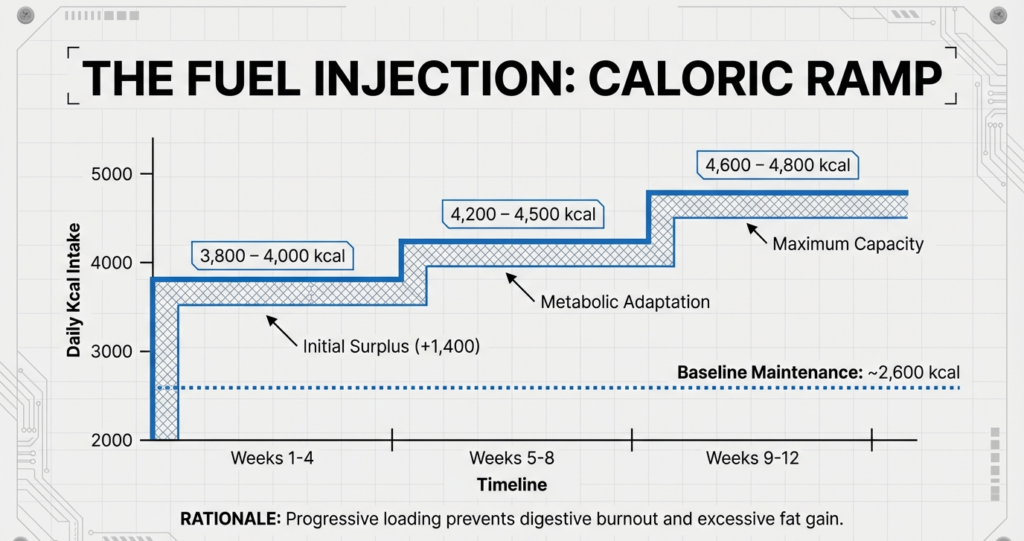 Graph illustrating progressive calorie increase from 3,800 to 4,800 kcal across 12 weeks to support extreme mass gain