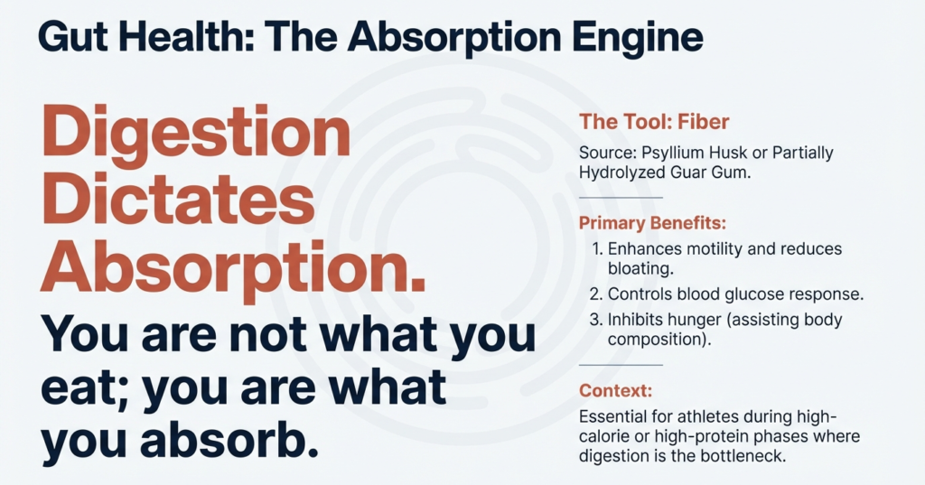 Fiber and digestion infographic explaining nutrient absorption and gut health