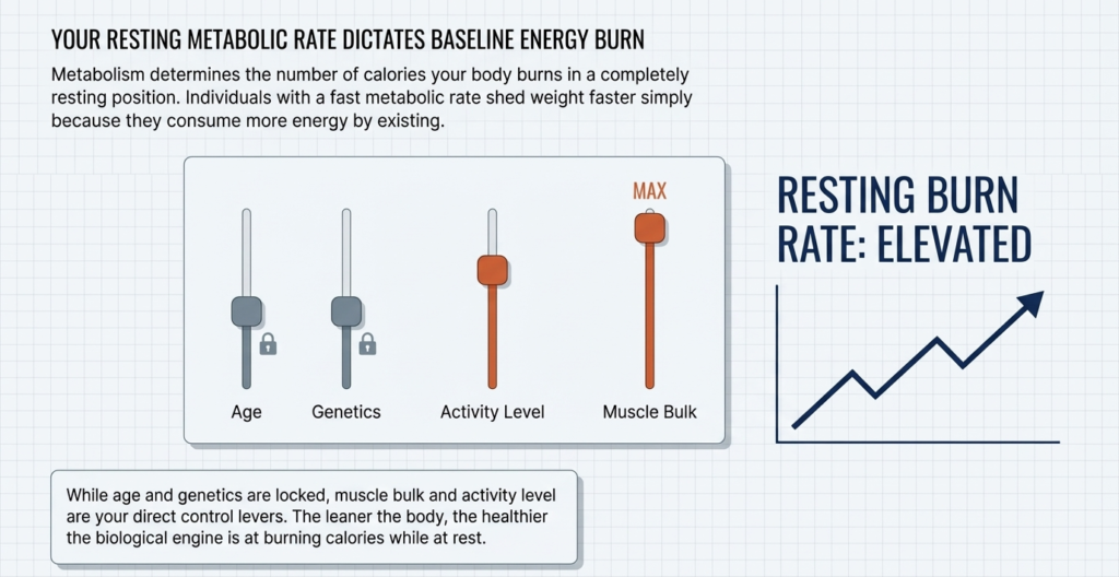 infographic showing factors affecting metabolism including age genetics activity level and muscle mass