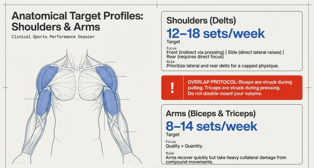 weekly sets for shoulders and arms including biceps triceps and delts training guide